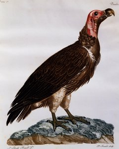 Lappet-naamakorppikotka (Torgos tracheliotos), kaiverrus Histoire Naturelle des Oiseaux d