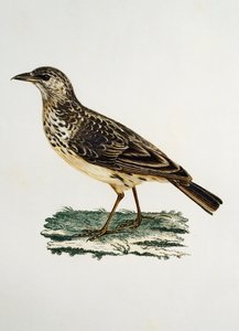 Isonokkakiuru (Galerida magnirostris), kaiverrus Histoire Naturelle des Oiseaux d
