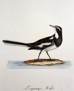 Urospuolinen afrikkalainen västäräkki (Motacilla aguimp), kaiverrus Histoire Naturelle des Oiseaux d