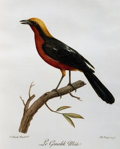 Gonolek-uros (Laniarius barbarus), kaiverrus Afrikan lintujen luonnonhistoriasta tekijältä Francois Le Vaillant