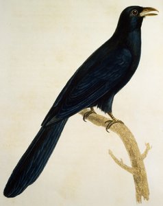 Mies Coucou a gros bec, kaiverrus Histoire Naturelle des Oiseaux d