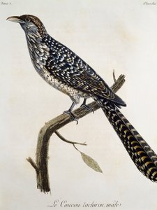 Mies Coucou tachirou, kaiverrus Afrikan lintujen luonnonhistoriasta, kirjoittanut Francois Le Vaillant (1753-1824), Ranska tekijältä Francois Le Vaillant