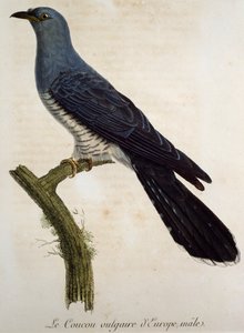 Urospuolinen euraasiankäki (Cuculus canorus), kaiverrus Histoire Naturelle des Oiseaux d
