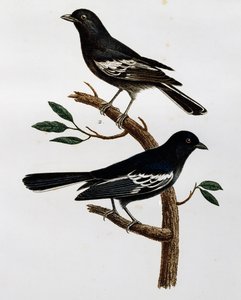 Mustatiaisen (Parus niger) uros ja naaras, kaiverrus Histoire Naturelle des Oiseaux d