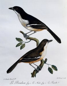 Eteläisen bouboun (Laniarius ferrugineus) uros ja naaras, kaiverrus Histoire Naturelle des Oiseaux d