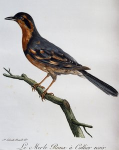 Mustakauluripöllö, kaiverrus teoksesta Histoire Naturelle des Oiseaux d