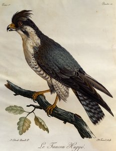 Peregrine Falcon (Falco peregrinus), kaiverrus Afrikan lintujen luonnonhistoriasta tekijältä Francois Le Vaillant