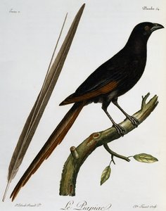 Piapiac (Ptilostomus afer), kaiverrus Histoire Naturelle des Oiseaux d