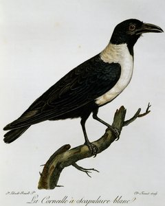 Pied Crow (Corvus albus), kaiverrus Afrikan lintujen luonnonhistoriasta