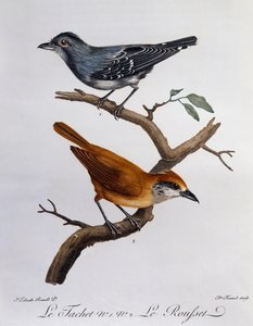 Tachet ja alla Rousset, kaiverrus Histoire Naturelle des Oiseaux d