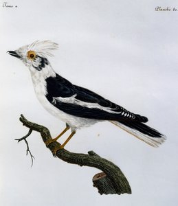Valkoinen kypäräristikko (Prionops plumatus), kaiverrus Afrikan lintujen luonnonhistoriasta