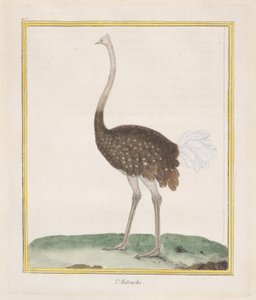 Strutsi Strutsi, 1770-86. tekijältä Francois Nicolas Martinet