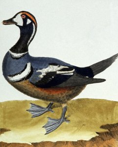 Canard collier. tekijältä Francois Nicolas Martinet