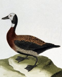 Maragnanin ankka tekijältä Francois Nicolas Martinet
