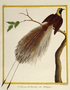 Greater Bird-of-Paradise (Paradisaea apoda), lintujen luonnonhistoriasta tekijältä Francois Nicolas Martinet