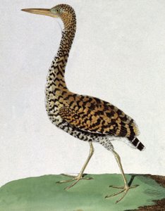 Kunnia tekijältä Francois Nicolas Martinet