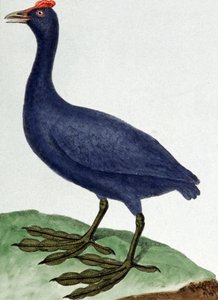 Madagaskar tekijältä Francois Nicolas Martinet