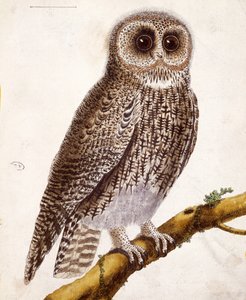 Pöllö, Georges de Buffonin (1707-88) teoksesta Histoire Naturelle des Oiseaux, julkaistu 1777