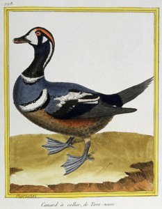 Tiede. eläintiede. Ankka Newfoundlandista. Kaiverrus Francois Nicolas Martinet teoksessa: Natural History of Birds, Georges Louis Leclerc de Buffon, Ranska, n. 1777 (värikaiverrus)