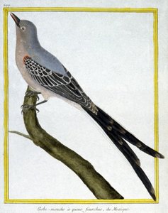 Tiede. eläintiede. Meksikon kärpässieppo. Kaiverrus Francois Nicolas Martinet teoksessa: Natural History of Birds, Georges Louis Leclerc de Buffon, Ranska, n. 1777 (värikaiverrus) tekijältä Francois Nicolas Martinet