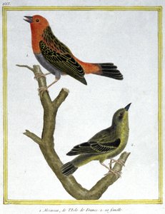 Tiede. eläintiede. House Sparrow Ile de Francesta. Kaiverrus Francois Nicolas Martinet teoksessa: Natural History of Birds, Georges Louis Leclerc de Buffon, Ranska, n. 1777 (värikaiverrus) tekijältä Francois Nicolas Martinet