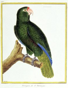 Tiede. eläintiede. Santo Domingon papukaija. Kaiverrus Francois Nicolas Martinet teoksessa: Natural History of Birds, Georges Louis Leclerc de Buffon, Ranska, n. 1777 (värikaiverrus) tekijältä Francois Nicolas Martinet