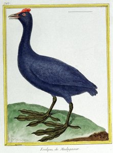 Tiede. eläintiede. Punainen nuppineula (Madagaskarilta). Kaiverrus Francois Nicolas Martinet teoksessa: Natural History of Birds, Georges Louis Leclerc de Buffon, Ranska, n. 1777 (värikaiverrus) tekijältä Francois Nicolas Martinet