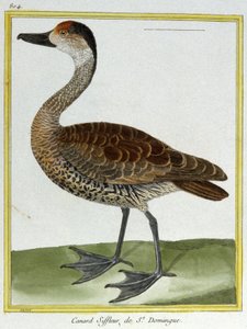 Tiede. eläintiede. Wigeon Santo Domingosta. Kaiverrus Francois Nicolas Martinet teoksessa: Natural History of Birds, Georges Louis Leclerc de Buffon, Ranska, n. 1777 (värikaiverrus) tekijältä Francois Nicolas Martinet