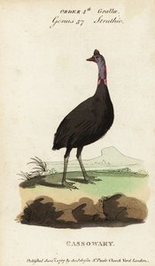 Eteläinen kasuari, Casuarius casuarius tekijältä Francois Nicolas Martinet