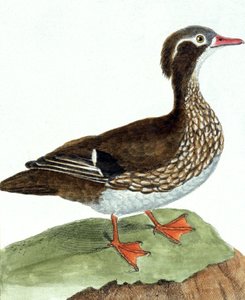 Teal tekijältä Francois Nicolas Martinet