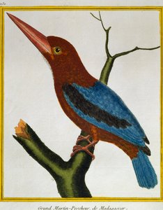 Kingfisher (Halcyon smyrnensis), Histoire naturelle des oiseaux tekijältä Francois Nicolas Martinet