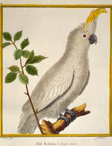 Keltaharjakakadu (Cacatua sulphurea), lintujen luonnonhistoriasta tekijältä Francois Nicolas Martinet