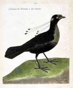 Eläintutkimuslautakunta (ornitologia): paratiisin linnulla on kuusi verkkoa (wahnes paradise tai wahnesi patoria). Kuvitus Francois Nicolas Martinet