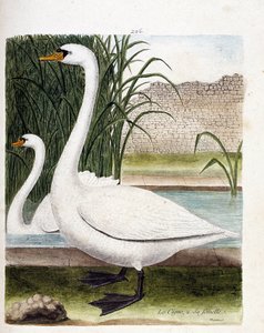 Eläintutkimustaulu (lintututkimus): edessä: joutsen ja takana sen naaras (mukulajoutsen tai cygnus olor). Kuvitus Francois Nicolas Martinet