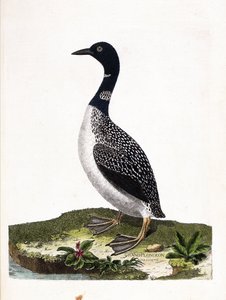 Eläintutkimuslauta (ornitologia): suuri spottisukellus (imstrand-sukellus tai gavia immer). Kuvitus Francois Nicolas Martinet