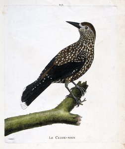 Eläintutkimuslautakunta (ornitologia): pähkinänsärkijä (perhopähkinä tai nucifraga caryocatacts) oksalla. Kuvitus Francois Nicolas Martinet