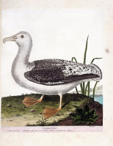 Eläinkartta (ornitologia): Albatros (ulvoja albatros tai diomedea exulans). Kuvitus Francois Nicolas Martinet