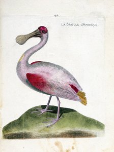 Eläinkartta (ornitologia): Amerikkalainen spatula (vaaleanpunainen spatula tai platalea ajaja). Kuvitus Francois Nicolas Martinet