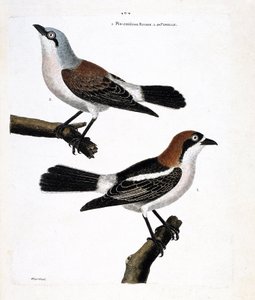 Eläinkartta (ornitologia): Pohja: punapää grieche tai grieche a redhead head (lanius senator) ja sen naaras (grieche ecorcheur tai lanius collurio) ylähaarassa tekijältä Francois Nicolas Martinet