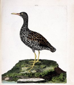 Eläinkartta (ornitologia): Caiennen rale (tahrat tai pardirallus maculatus). Kuvitus Francois Nicolas Martinet