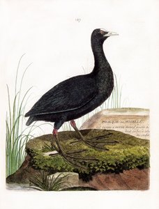 Eläinkartta (ornitologia): Nokka tai Mosel (Macroule cot tai fulica atra). Kuvitus Francois Nicolas Martinet
