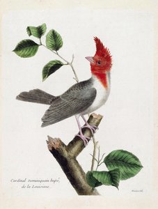 Eläinkartta (ornitologia): Dominikaaninen kardinaali Hupe (parare huppe tai paroaria coronata) oksalla. Kuvitus Francois Nicolas Martinet