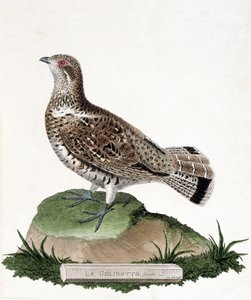 Eläinkartta (ornitologia): Naarasgelinotte (puugelinotte tai bonasia bonasia). Kuvitus Francois Nicolas Martinet