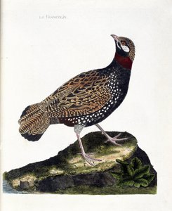 Eläintietokartta (ornitologia): Francolin (francolin noir tai francolinus francolinus). Kuvitus Francois Nicolas Martinet