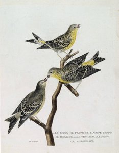 Zoologinen kartta (ornitologia): Ylhäältä alas: serin du Roussillon (serin Cini tai serinus serinus) oksalla, serin de provence (venturon montagnard tai serinus citrinella) ja muu serin de provence. Kuvitus teoksessa "The History of the Birds, P tekijältä Francois Nicolas Martinet