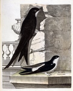 Eläintietokartta (ornitologia): Suuri swift (Black Swift tai apus apus) ja Small Swift (Window Swallow tai Urbica Delichon). Kuvitus Francois Nicolas Martinet