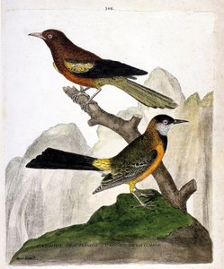 Eläinkartta (ornitologia): Ilinois Blackbird (Baltimore oriole tai icterius bonana) ja Guyana Blackbird (Martinique oriole tai icterius bonana) oksalla. Kuvitus teoksesta "Lintujen historia, maalattu niiden esiintymisen ja herkkyyden suhteen" tekijältä Francois Nicolas Martinet