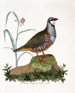 Eläinkartta (ornitologia): La partridge rouge de France, uros (punapelto tai alectoris rufa). Kuvitus Francois Nicolas Martinet