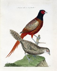 Eläintietokartta (ornitologia): urosfasaani ja naaras (kolkidefasaani tai Phasianus colchicus). Kuvitus Francois Nicolas Martinet