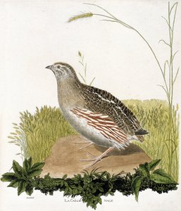 Eläinkartta (ornitologia): Urosviiriäinen (ble quail tai coturnix coturnix). Kuvitus Francois Nicolas Martinet